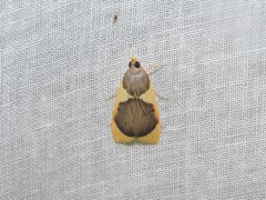 Prooedema inscisalis