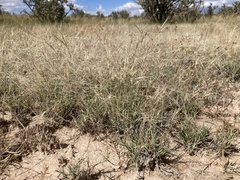 Scleropogon brevifolius