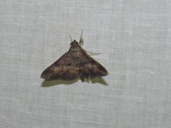 Hypospila bolinoides