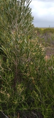 Olea exasperata