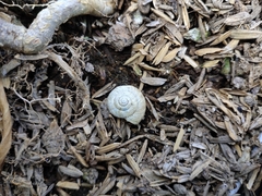 Bradybaena similaris