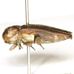 Agrilus obtusus