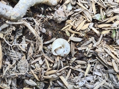 Bradybaena similaris