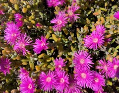 Drosanthemopsis diversifolia