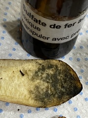 Xerocomellus armeniacus