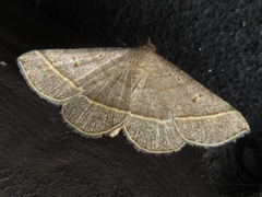 Paracolax trilinealis