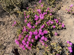 Drosanthemopsis diversifolia