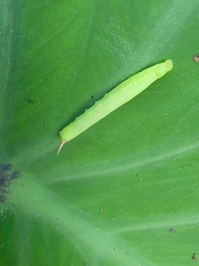 Theretra silhetensis