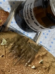 Xerocomellus armeniacus