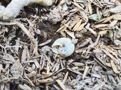 Bradybaena similaris