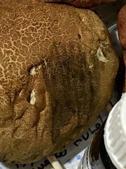 Xerocomellus armeniacus