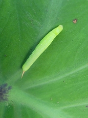 Theretra silhetensis