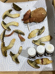 Xerocomellus armeniacus