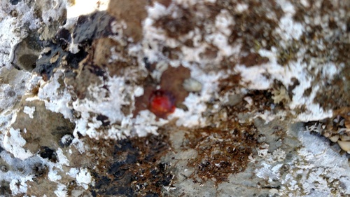 Epiactis prolifera