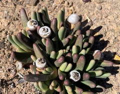 Argyroderma fissum
