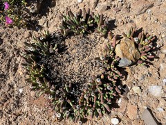 Argyroderma fissum
