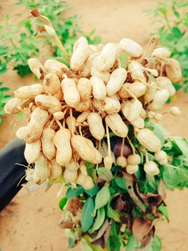 Arachis hypogaea iNat (3)