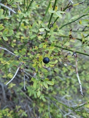 Chrysojasminum fruticans