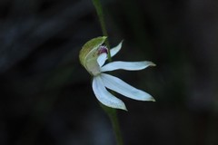 Caladenia gracilis