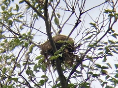 Passeriformes