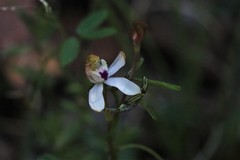 Caladenia gracilis