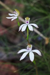 Caladenia gracilis