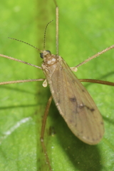 Amphineurus insulsus
