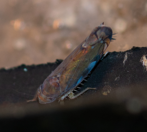 Scaphoideus atlantus