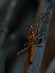 Rocconota annulicornis