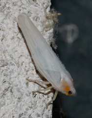 Neocenchrea heidemanni