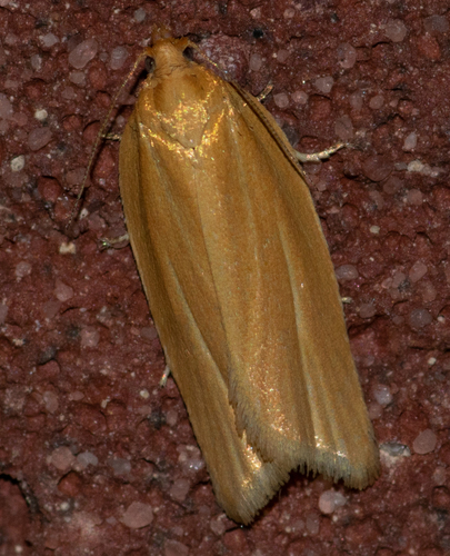 Clemens' Clepsis Moth photo 2