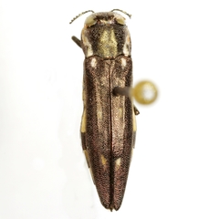 Agrilus granulatus