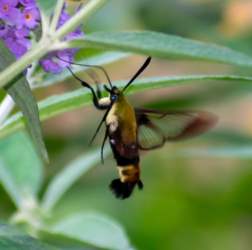 Snowberry clearwing