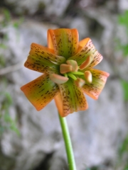 Lilium carniolicum