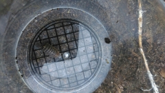 Armadillidium vulgare