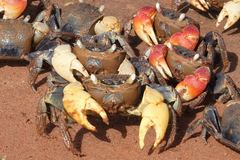 Neosarmatium australiense