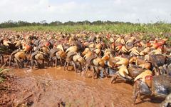 Neosarmatium australiense