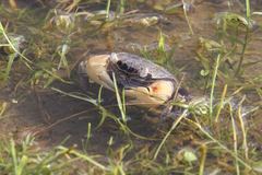 Neosarmatium australiense