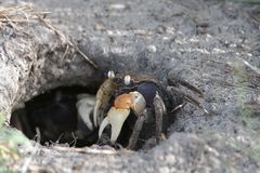 Neosarmatium australiense