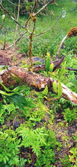 Polypodiopsida