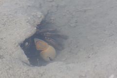 Neosarmatium australiense