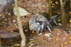 Neosarmatium australiense