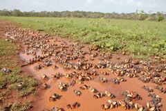 Neosarmatium australiense