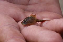 Triops australiensis