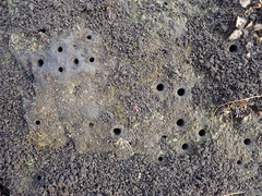 Cicindela oregona
