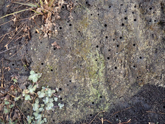Cicindela oregona