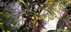 Euchaetis longibracteata