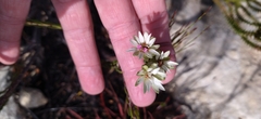 Euchaetis longibracteata