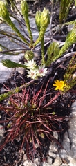 Euchaetis longibracteata