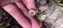 Euchaetis longibracteata